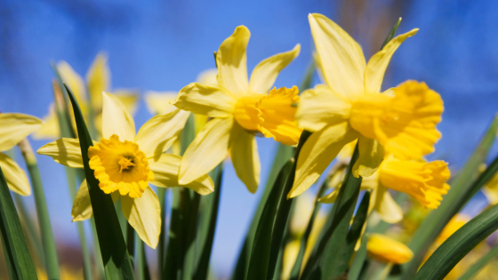 Daffodils at Hillsborough Castle Gardens