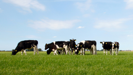 Farmers Working Over Summer