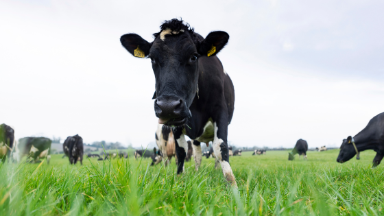 Celebrate National Ice Cream Month with Dale Farm
