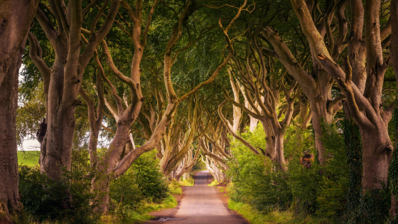 Things To Do In Northern Ireland: Dark Hedges